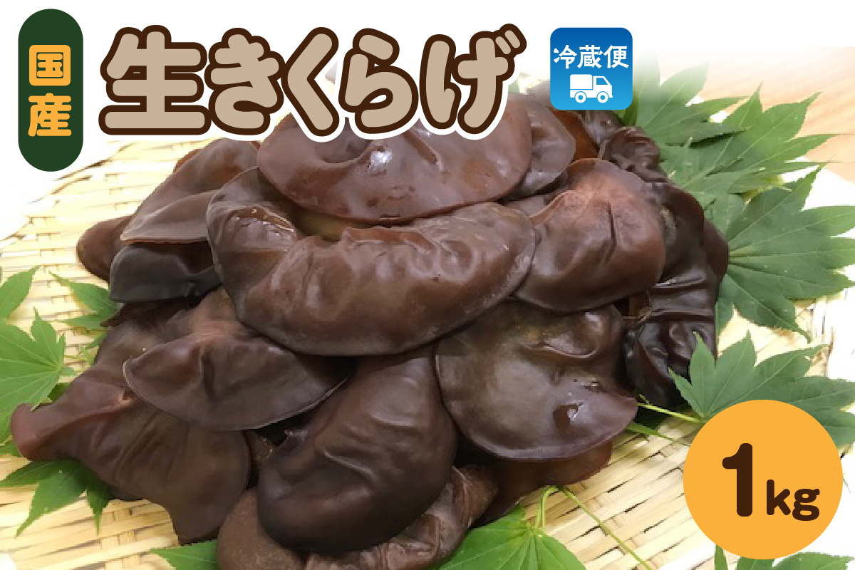 夫婦で育てた キクラゲ 生 1kg ( 500g ×2袋) 国産 【 きくらげ 生きくらげ 木耳】 クール便 五所川原　青森