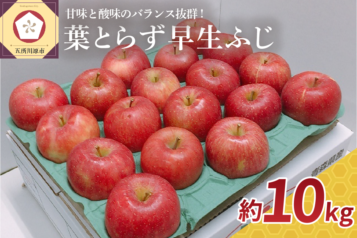 【2026年10月発送】 りんご 約10kg 葉とらず 早生ふじ 【 青森 林檎 フジ リンゴ 】