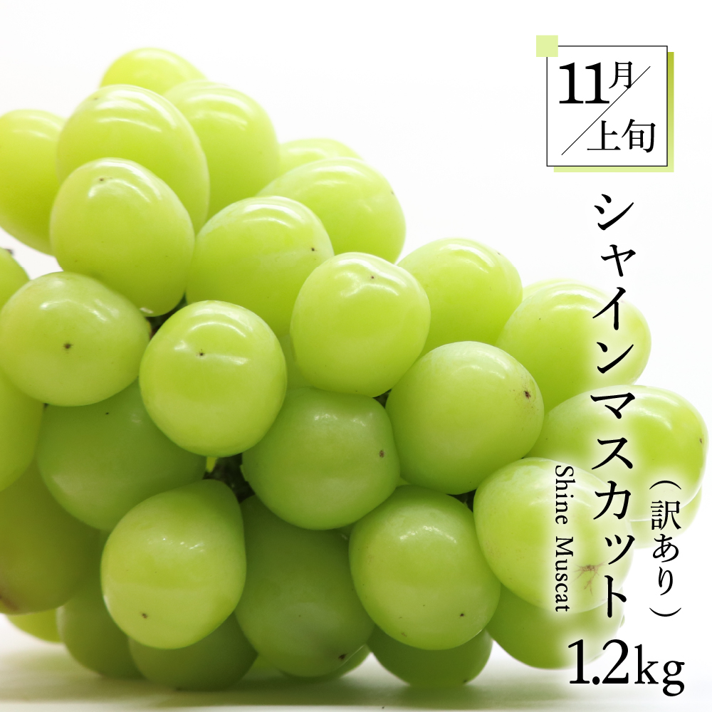 ã8æçºééå§ããã«ãŒãå®æäŸ¿ 5å ãããã¢ãªã¢ãªã»ãããèš³ãããã¡ãã³ ãã¹ã«ãã ããã