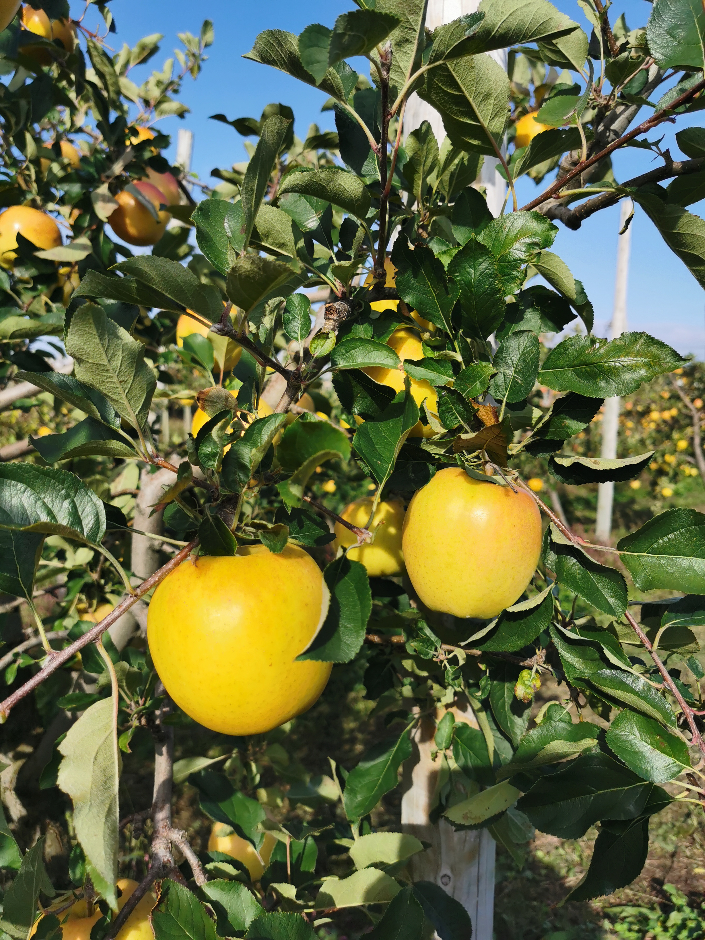 青森りんご トキ ジュース 1L×2本 100% ストレート 【青森GOLD】 フルーツジュース りんごジュース ストレート果汁100％ 青森県五所川原市