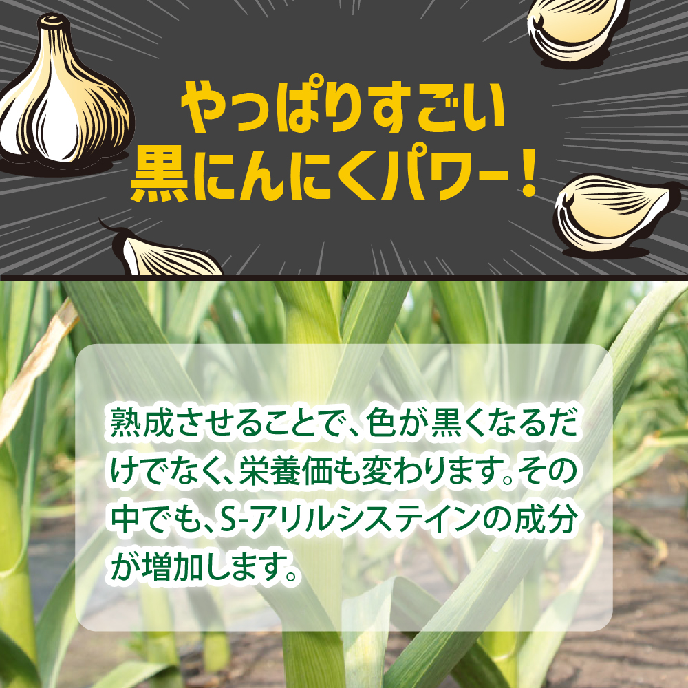 【定期便 3ヶ月】【訳あり】 青森県産 熟成 黒にんにく バラ 500g 五所川原市 青森