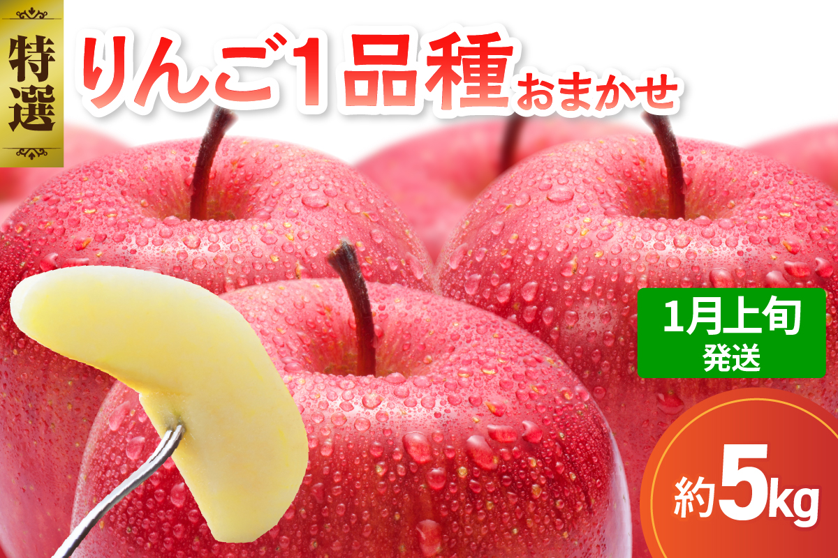 【2027年1月上旬発送】 【特選】 旬の美味しい りんご 約5kg 青森産 【おまかせ1品種】