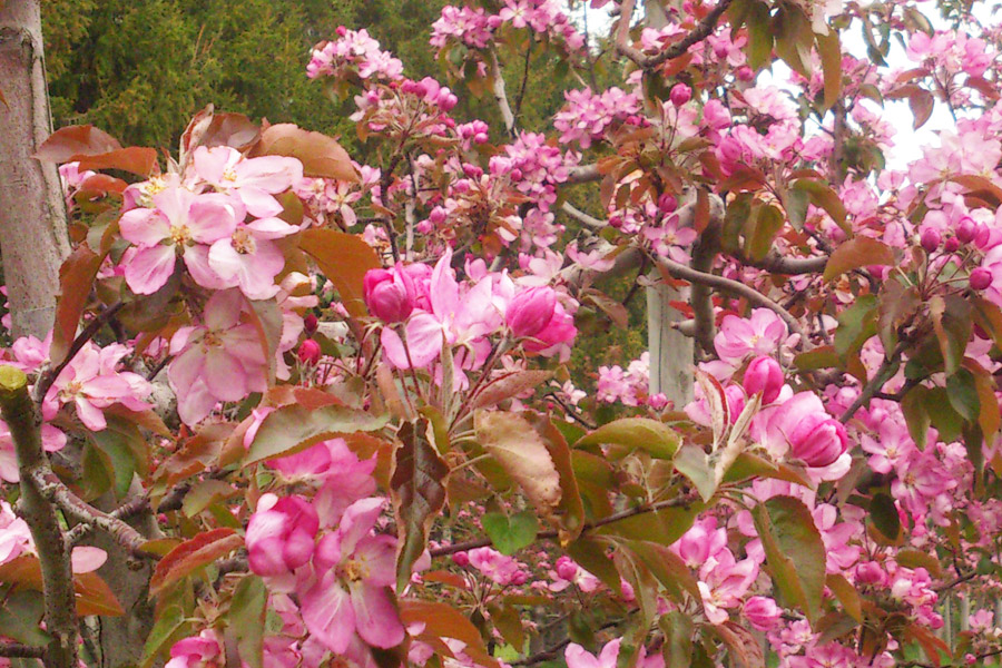 ããããžã¥ãŒã¹ ãåçš®å¥_6çš® é£²ã¿æ¯ã¹ ã»ãã ã180mlÃ6æ¬ 100ïŒ
ã¹ãã¬ãŒã 鿣®ç äºæå·ååž