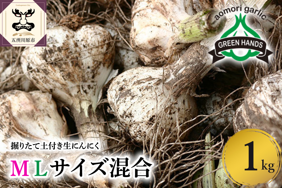 【2026年6月下旬発送開始】掘りたて 生 にんにく 青森県産 Ｍ Ｌ サイズ混合 １kg　（土つき）【 ガーリック ニンニク 大蒜 五所川原 生にんにく 】
