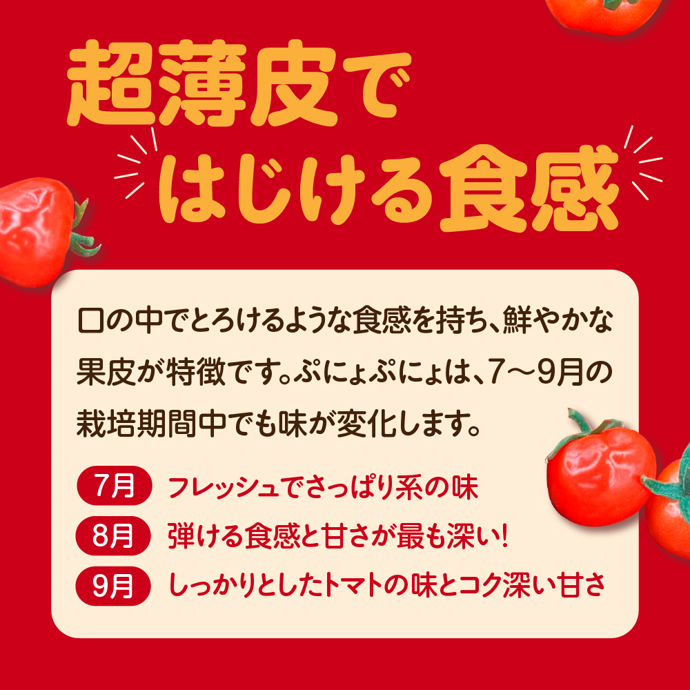 【2026年 先行受付】超薄皮 ミニトマト 約1.7ｋg 「ぷにょぷにょ」 青森 五所川原 トマト 野菜