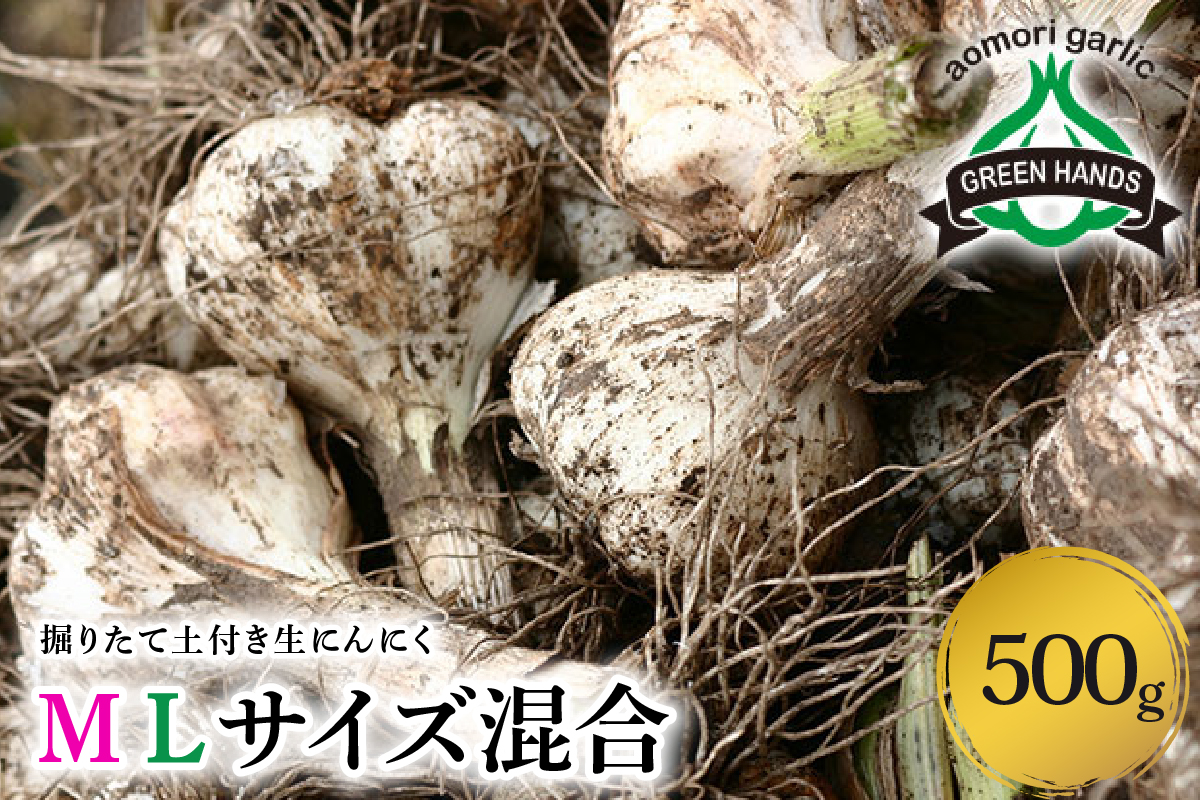【2026年6月下旬発送開始】掘りたて 生 にんにく 青森県産 Ｍ Ｌ サイズ混合 500g　（土つき）【 ガーリック ニンニク 大蒜 五所川原 生にんにく 】