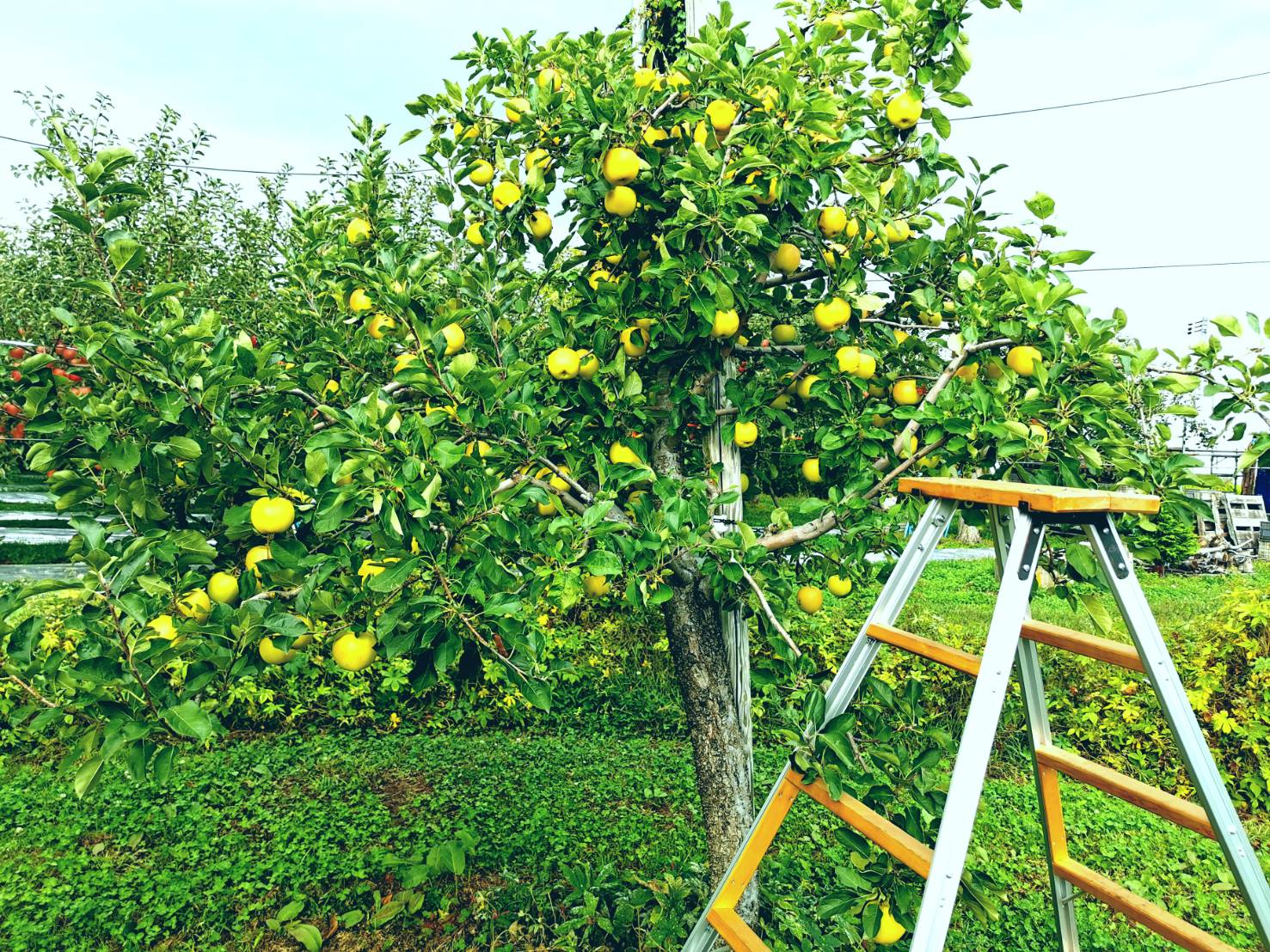 青森りんご トキ ジュース 1L×2本 100% ストレート 【青森GOLD】 フルーツジュース りんごジュース ストレート果汁100％ 青森県五所川原市