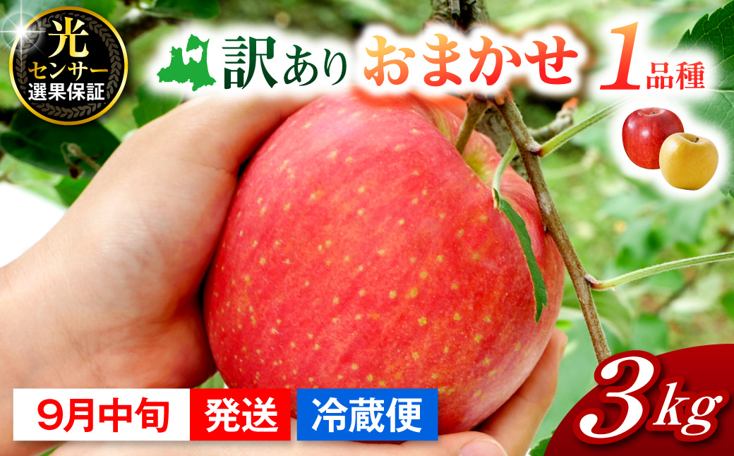 【2026年9月中旬発送】おまかせ 訳ありりんご 約 3kg 青森