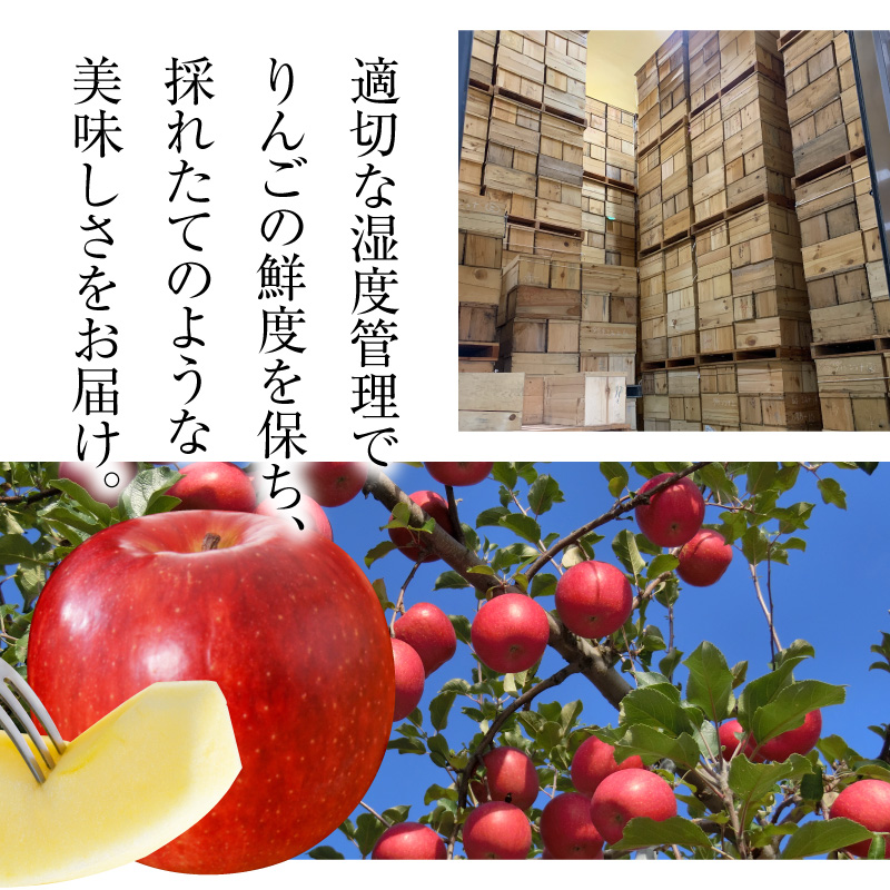 【2026年11月後半発送】【訳あり】 りんご 約10kg サンふじ 葉とらず 青森産