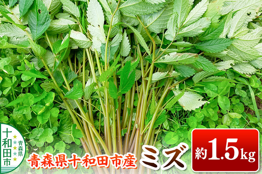 【2027年6月発送・先行受付】山菜 ミズ 約1.5kg 青森県十和田市産 [旬のもの 山菜 初夏 みず ウワバミソウ]