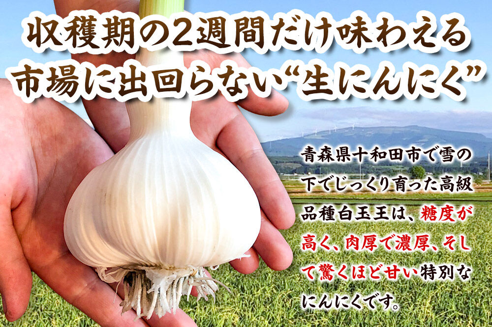 【2027年収穫分】先行受付【テレビ紹介】青森 幻の生にんにく7玉（農家直送・収穫期だけの限定品） 青森にんにくファーム [稀少 ニンニク 今が旬 直送]