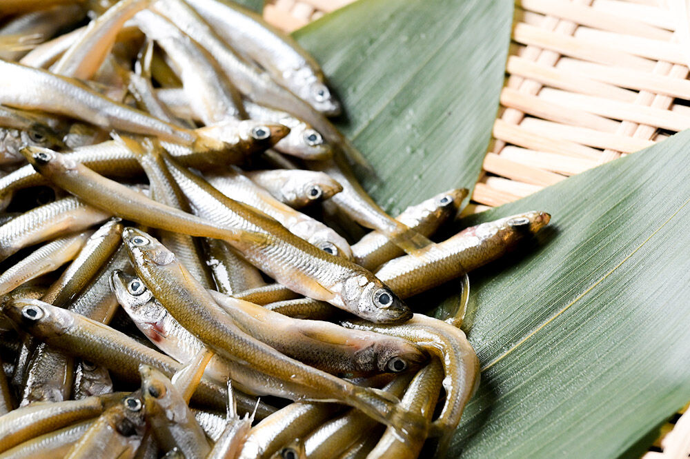 十和田湖わかさぎ 約500g 冷凍 [わかさぎ 公魚 魚 鮮魚 フライ 天ぷら 美味 十和田湖 国産 冷凍 食卓 ご飯のお供 青森]