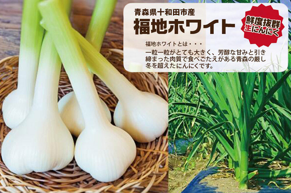 生にんにくで作った黒にんにくNaturalBLACKギフトボックス大（10欠片×2袋） [発酵食品 黒ニンニク 熟成 国産 福地ホワイト六片種 ニンニク]