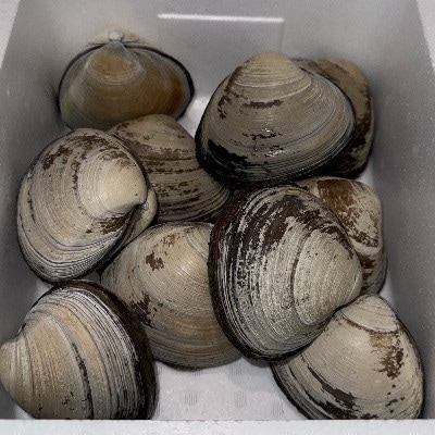 ホッキ貝　10個入り【配送不可地域：離島・沖縄県・九州】【1706557】