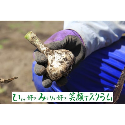 【JAおいらせ】青森県三沢市産　おいらせ匠にんにく【1700012】