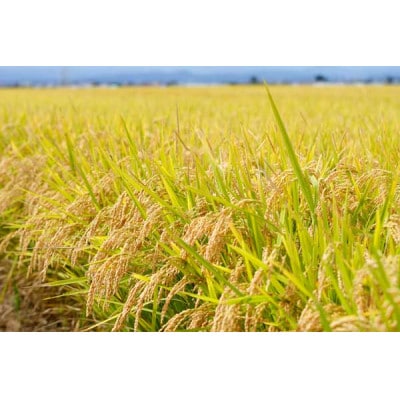 【毎月定期便】青森県産　はれわたり　白米5kg全3回【4076014】