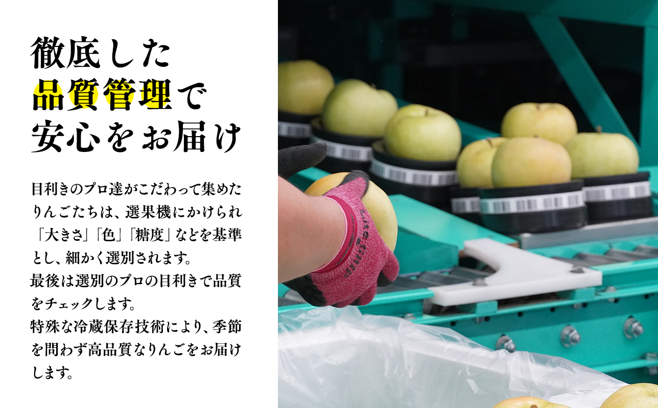 【5～６月発送】青森県産 特選 甚八りんご 王林 5kg クール便【マルジンサンアップル】青森 青森県産 平川 りんご リンゴ 林檎 くだもの 果物 フルーツ