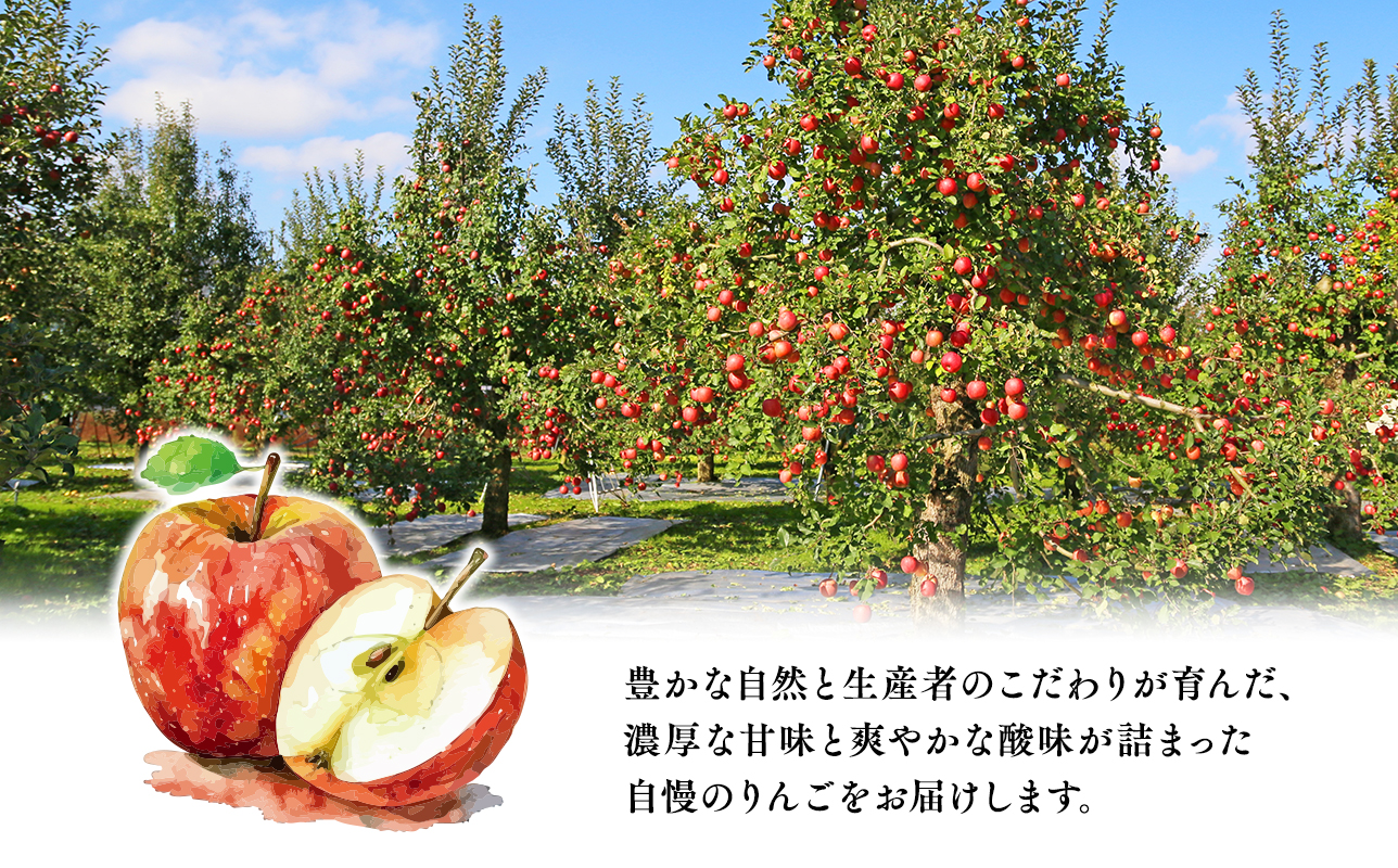 ≪3月発送≫【訳あり】家庭用 サンふじ5kg【青森県 平川市 丸勝木村商店】平川市産 青森りんご りんご リンゴ 林檎 ふじ 訳あり 家庭 わけあり お取り寄せ 先行予約 果物 くだもの フルーツ 