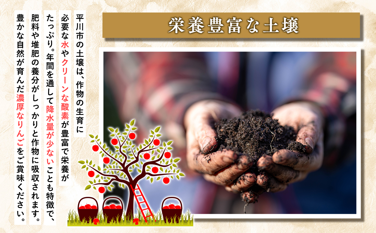 ≪3月発送≫【訳あり】家庭用 サンふじ3kg【青森県 平川市 丸勝木村商店】平川市産 青森りんご りんご リンゴ 林檎 ふじ 訳あり 家庭 わけあり お取り寄せ 先行予約 果物 くだもの フルーツ 