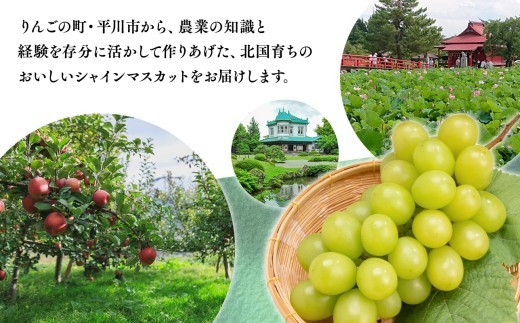 2026年産先行受付　訳あり 北国の冬シャインマスカット2房【原田農園】[hi-0068-001]シャインマスカット 訳あり 家庭用 ぶどう 産地直送 高糖度 平川市