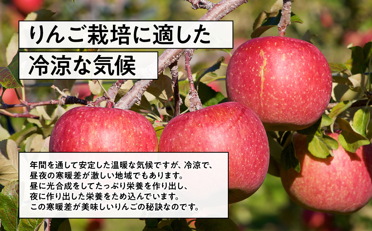 4月 発送【訳あり】家庭用有袋ふじ約5㎏【有袋ふじ・りんご・青森・平川・訳あり・家庭用・原田青果・5㎏】