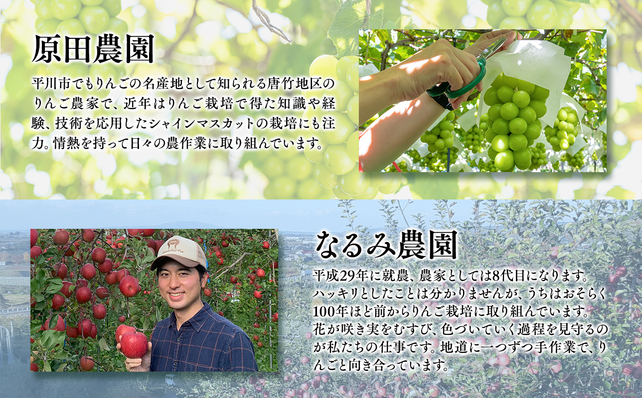 青森フルーツ満喫便　家庭用 りんご＆シャインマスカット 2回定期コース【hi-0999-010】