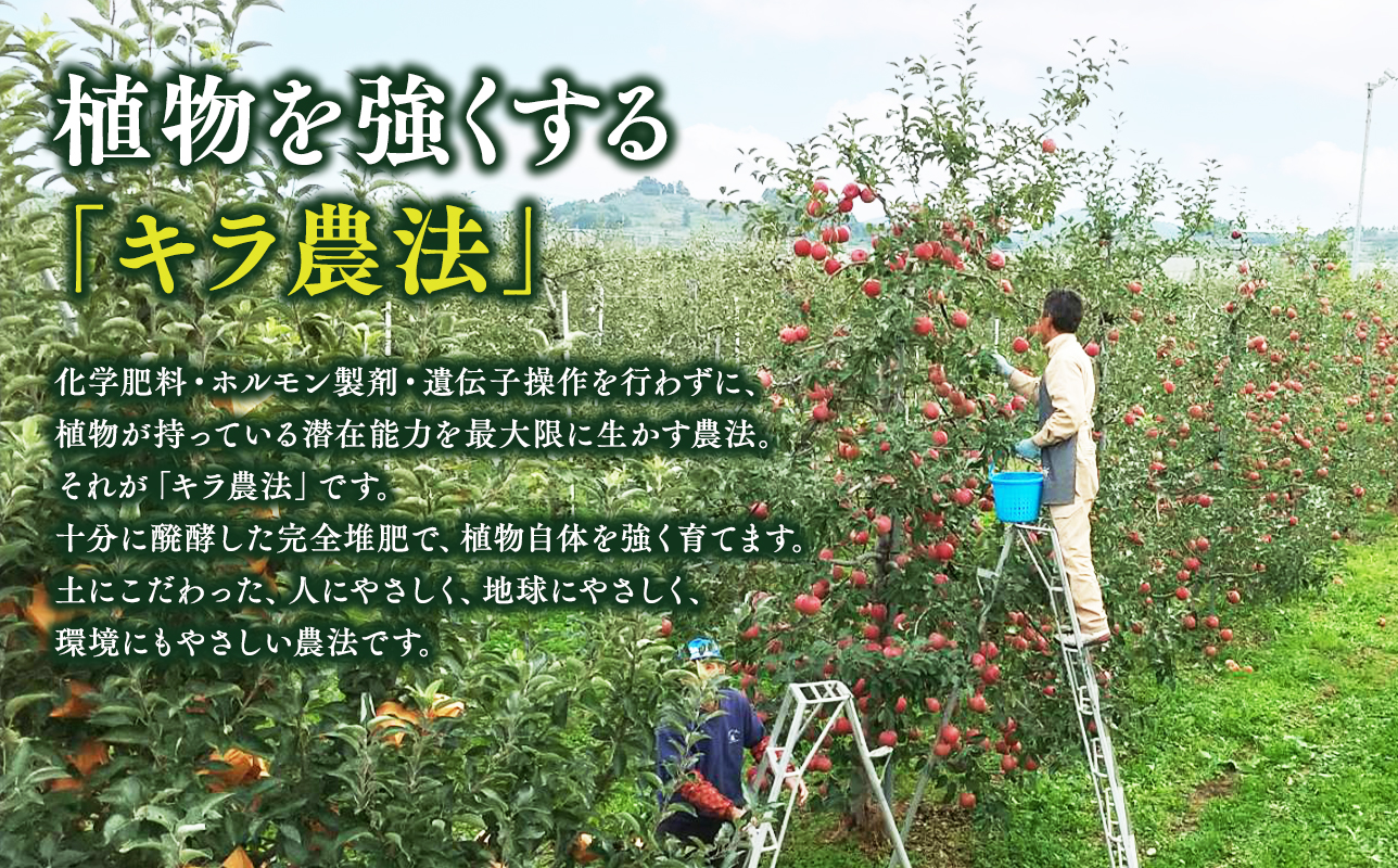≪10～12月発送≫ 完熟りんご  シナノスイート 約3kg 贈答用【夢ファクトリー】 青森県産 キラ農法【hi-0008-020】  