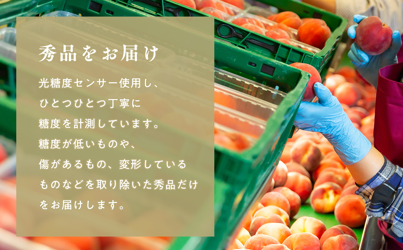 【8月下旬〜９月中旬発送予定】津軽の桃　川中島白桃約5kg