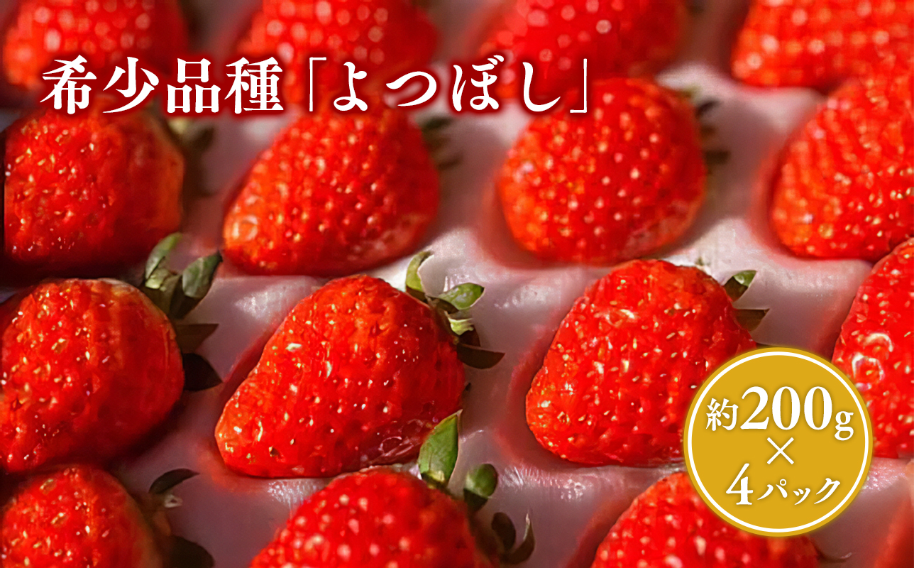 2025年産 いちご よつぼし 約200ｇ×4パック