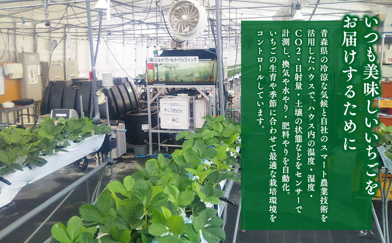 2025年産 いちご よつぼし 約200ｇ×4パック