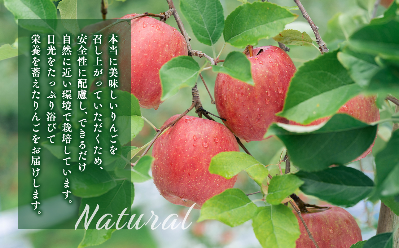 年明け 贈答規格 広船の大玉金星約3kg「特A」【広船アップルクラブ　平川市広船産　青森りんご　1月　2月】1月30日申込締め切り