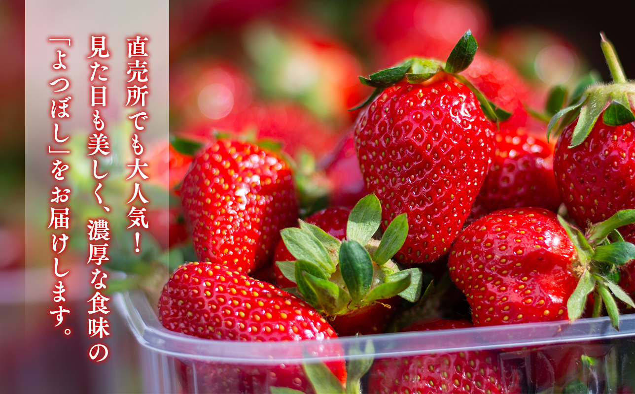 2025年産 いちご よつぼし 約200ｇ×4パック