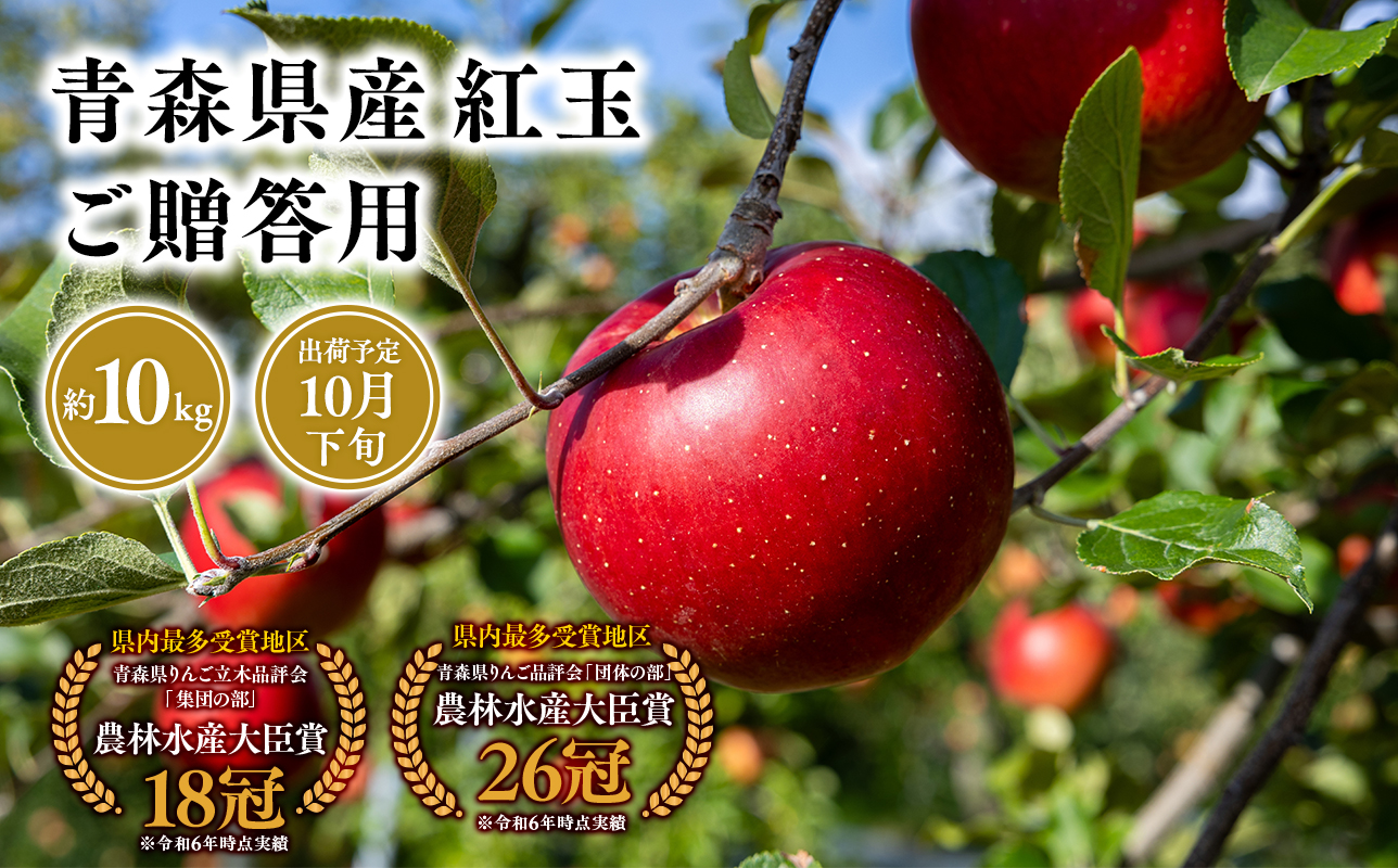 2025年産１０月発送　贈答用紅玉10ｋｇ　【そと川りんご園・１０月・青森県産・平川市・りんご・紅玉・10ｋｇ・贈答用】