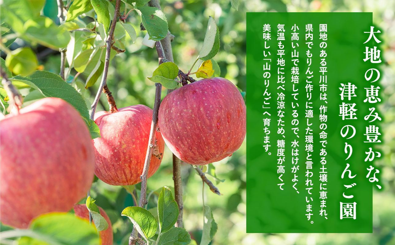 【2026年1~3月発送】 吹田りんご園 山の完熟サンふじ・シナノゴールド約3kg 【吹田りんご園・青森りんご・平川市広船産・1月・2月・3月】