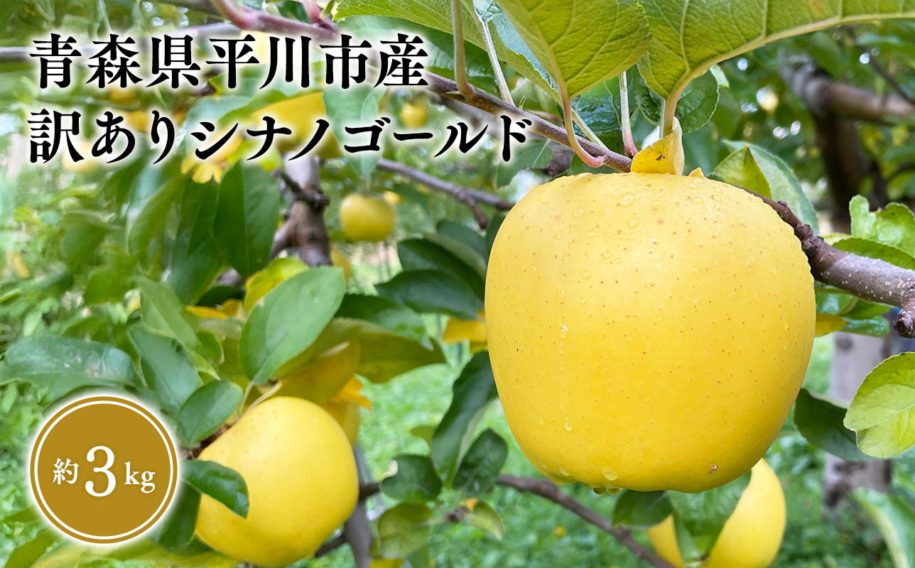 12月上旬〜発送 訳あり シナノゴールド約3kg(家庭用)[なるみ農園・青森りんご・平川市産・数量限定]