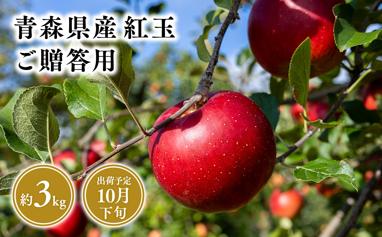 2025年産10月発送 贈答用紅玉3kg [そと川りんご園・10月・青森県産・平川市・りんご・紅玉・3kg・贈答用]