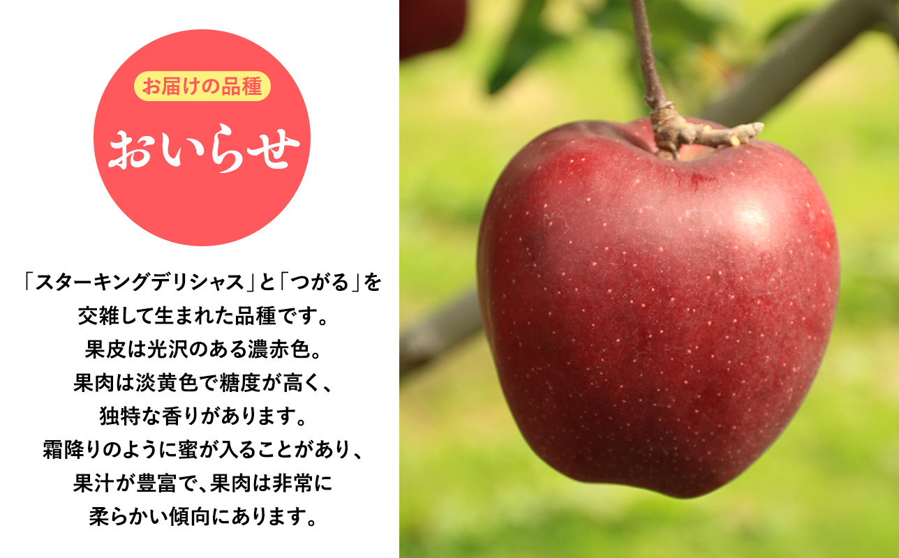 2025年産 １０月・１１月発送　【訳あり】家庭用おいらせ10ｋｇ　【そと川りんご園・１０月・１１月・青森県産・平川市・りんご・おいらせ・10ｋｇ・訳あり・家庭用】