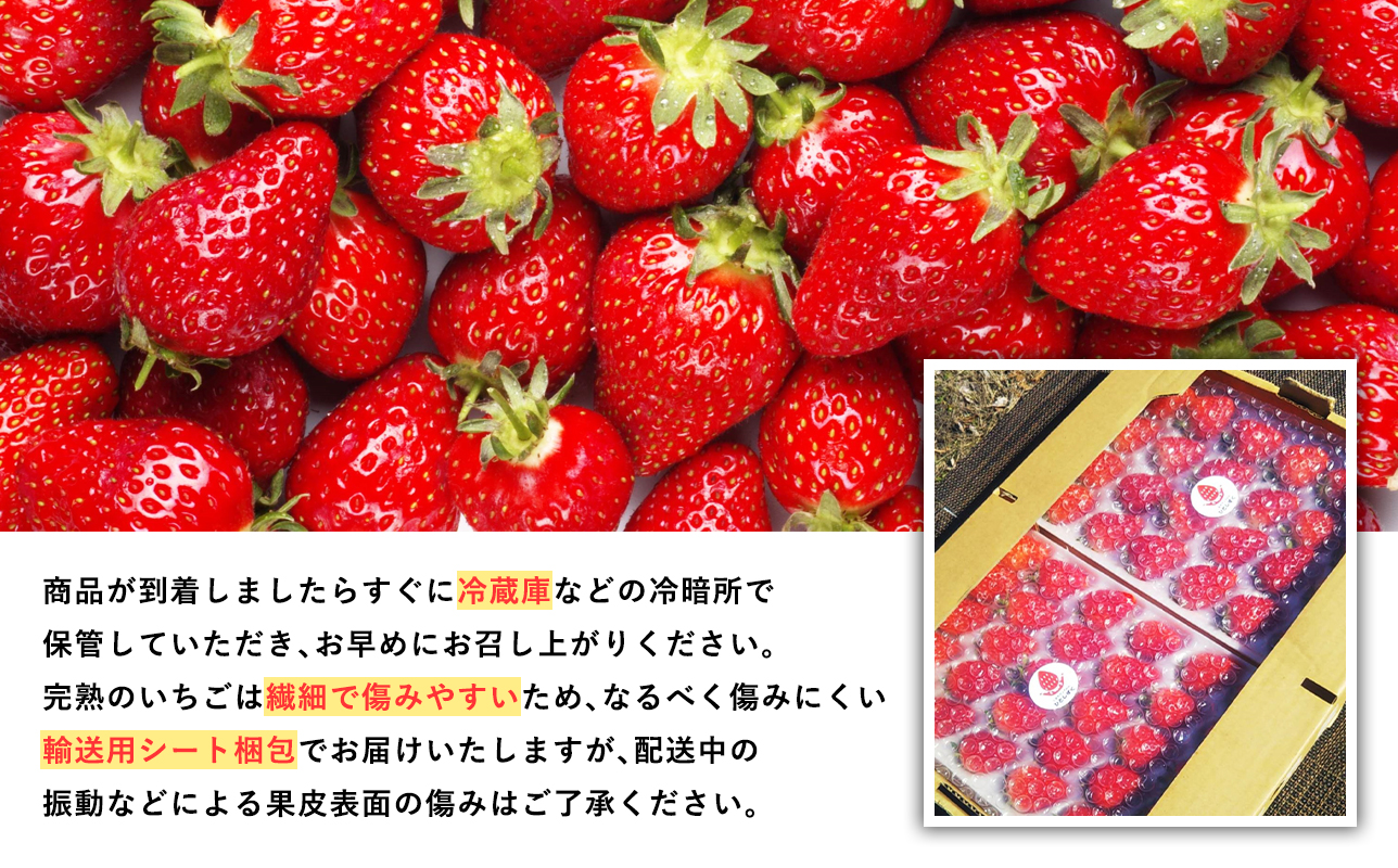 2025å¹Žç£ ãã¡ã ãã€ãŒã çŽ300ïœÃïŒããã¯