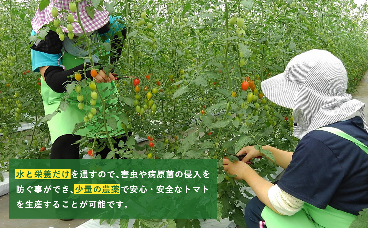 再生可能エネルギー生まれ 高糖度ミニトマトジュース500ml×3本