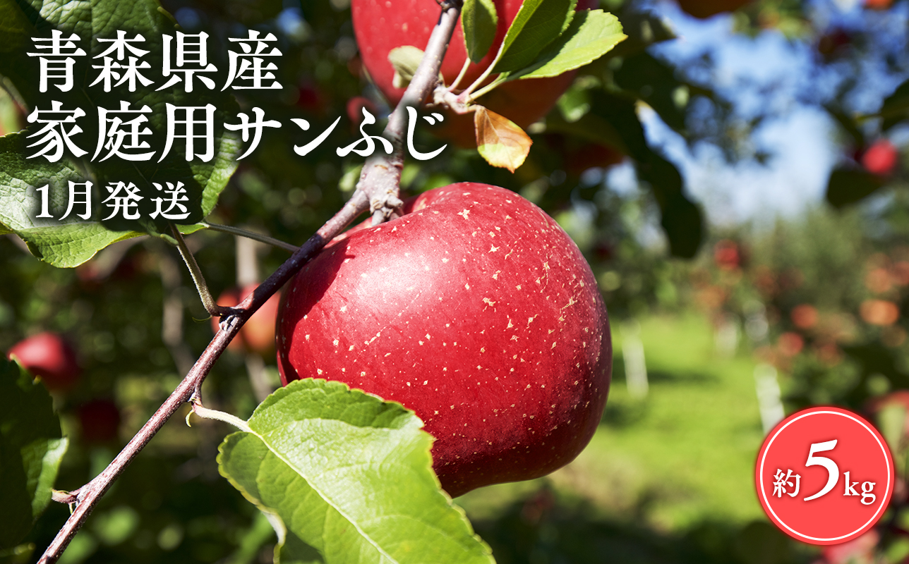 ≪1月発送≫【訳あり】家庭用 サンふじ5kg【青森県 平川市 丸勝木村商店】平川市産 青森りんご りんご リンゴ 林檎 ふじ 訳あり 家庭 わけあり お取り寄せ 先行予約 果物 くだもの フルーツ
