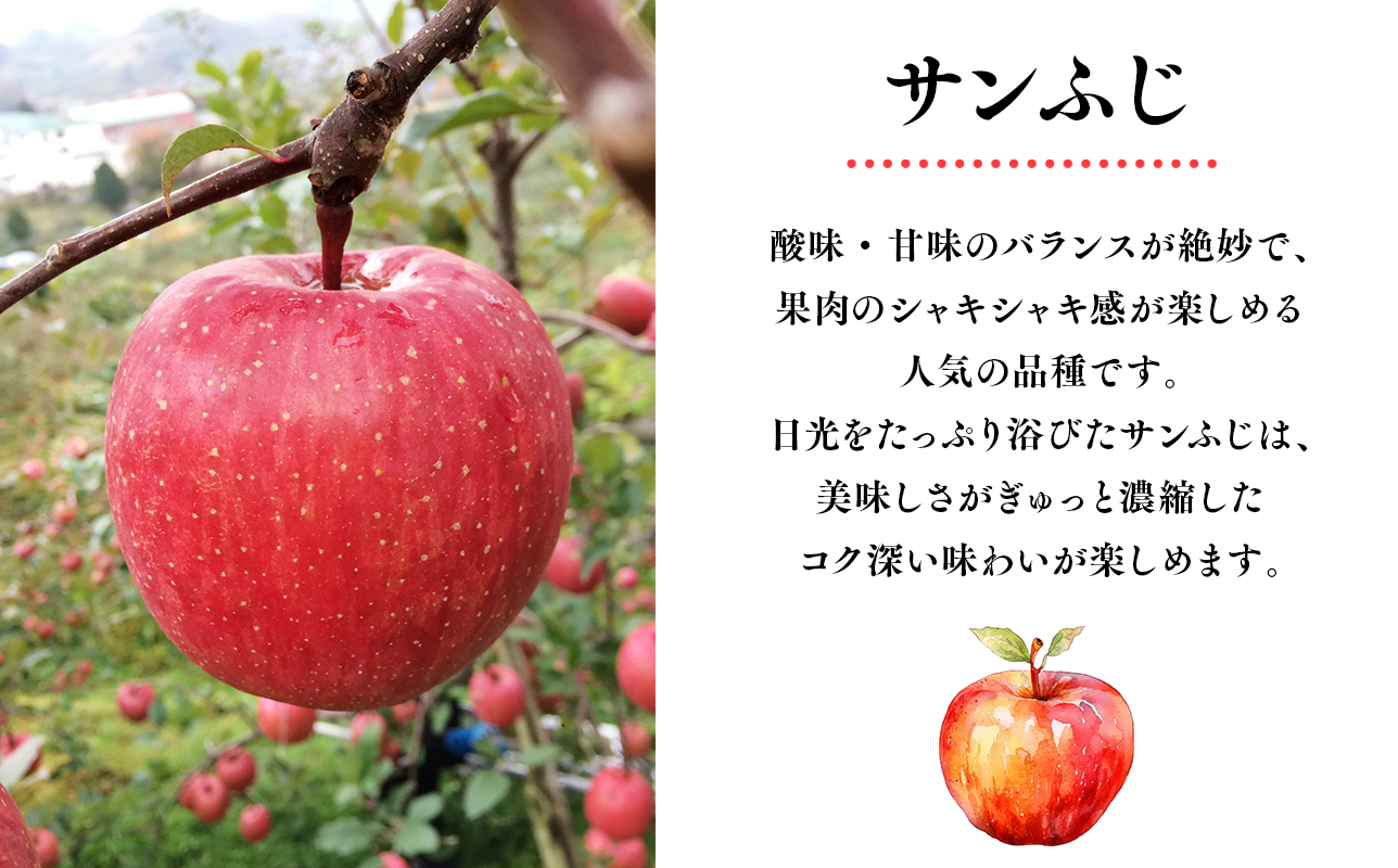 12月 100年の歴史 贈答規格サンふじ 約5kg【田中農園・青森県平川市産・青森りんご】