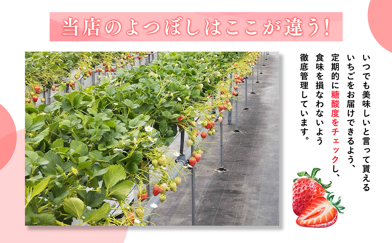 2025年産 いちご よつぼし 約200ｇ×4パック