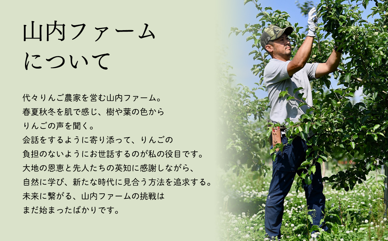≪令和8年産先行受付≫家庭用 樹上完熟ぐんま名月約3㎏【青森県 平川市 山内ファーム】家庭用 平川市産 青森りんご りんご リンゴ 林檎 完熟 群馬名月 名月 お取り寄せ 先行予約 果物 くだもの フルーツ 