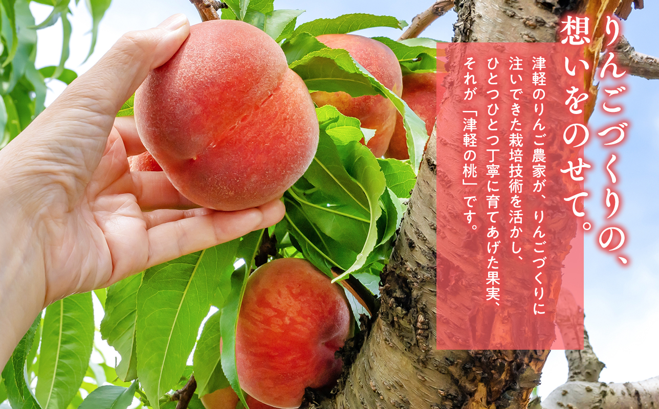 ≪8月下旬～9月中旬発送予定≫ 津軽の桃 川中島白桃 約3kg  秀品 