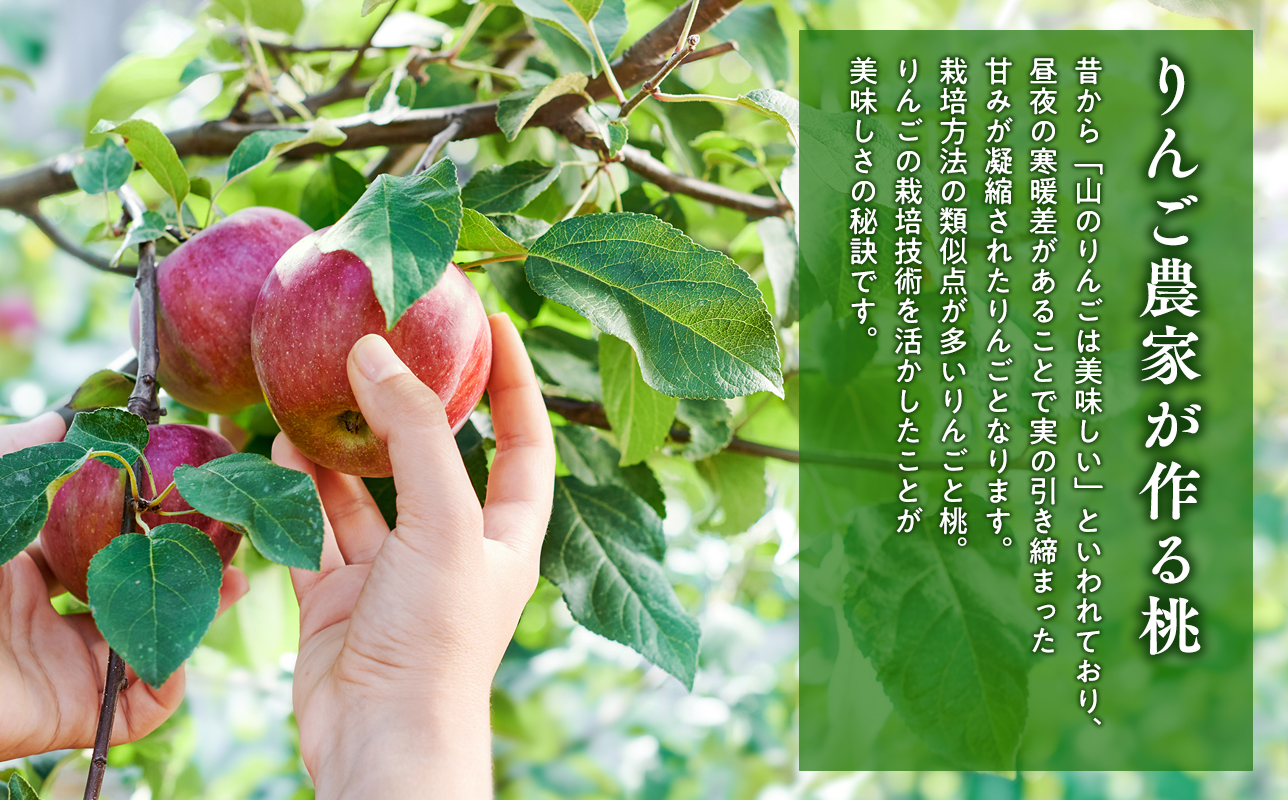 先行予約≪8月～9月発送予定≫  品種お任せ 平川市産 白桃 約3kg 【青森県 平川市 田中農園】フルーツ 果物 桃 もも モモ 白桃 ピーチ はくとう お取り寄せ 先行予約 旬 おまかせ 