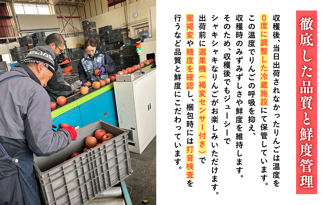 2025年産 １月〜４月発送　【訳あり】家庭用シナノゴールド3ｋｇ　【そと川りんご園・１月・２月・３月・４月・青森県産・平川市・りんご・シナノゴールド・3ｋｇ・訳あり・家庭用】