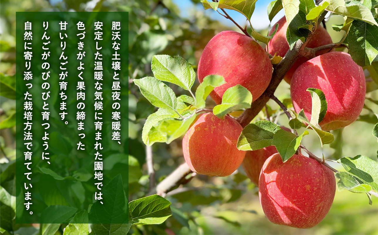 ≪令和8年産先行受付≫11月発送! 贈答規格サンふじ約2kg【青森県 平川市 山内ファーム】家庭用 平川市産 青森りんご りんご リンゴ 林檎 ふじ 訳あり 家庭用 お取り寄せ 先行予約 果物 くだもの フルーツ 
