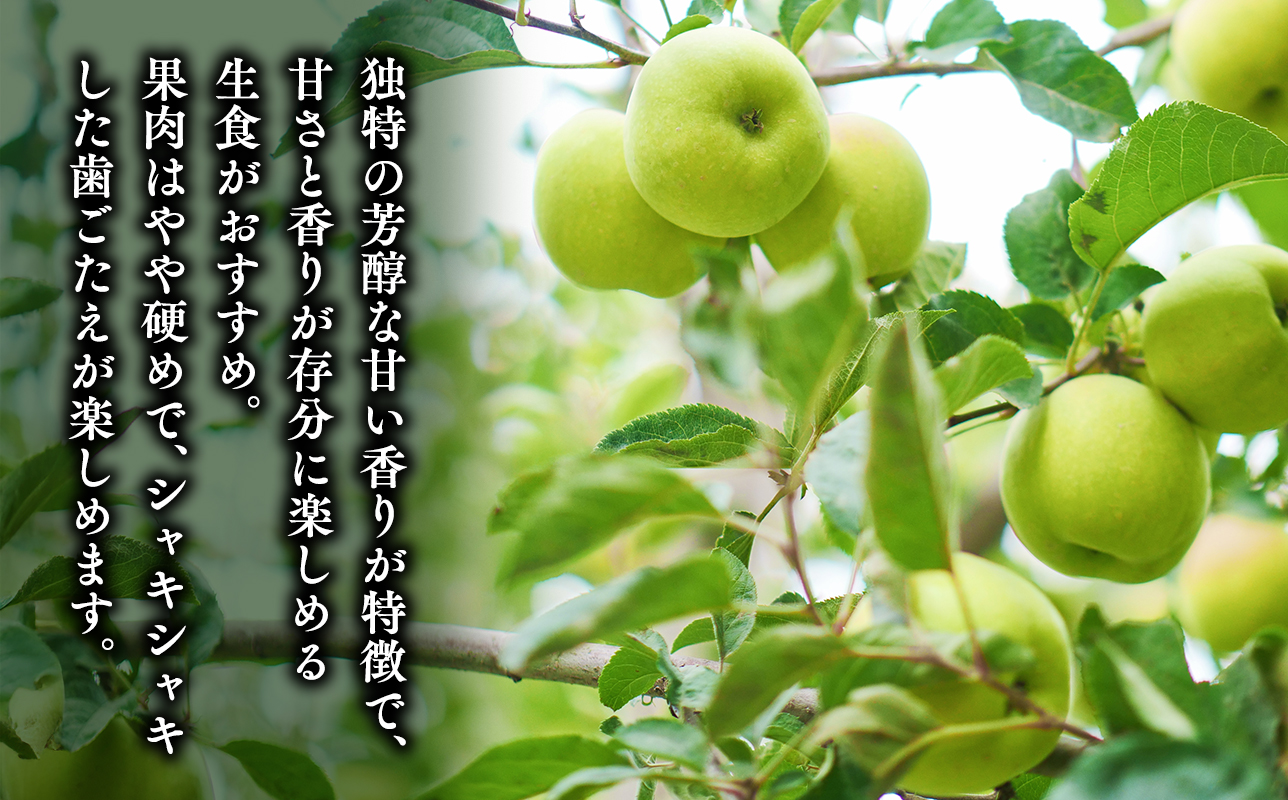 ≪令和8年産先行受付≫家庭用王林約2kg【青森県 平川市 山内ファーム】家庭用 平川市産 青森りんご りんご リンゴ 林檎 完熟 おうりん オウリン お取り寄せ 先行予約 果物 くだもの フルーツ 