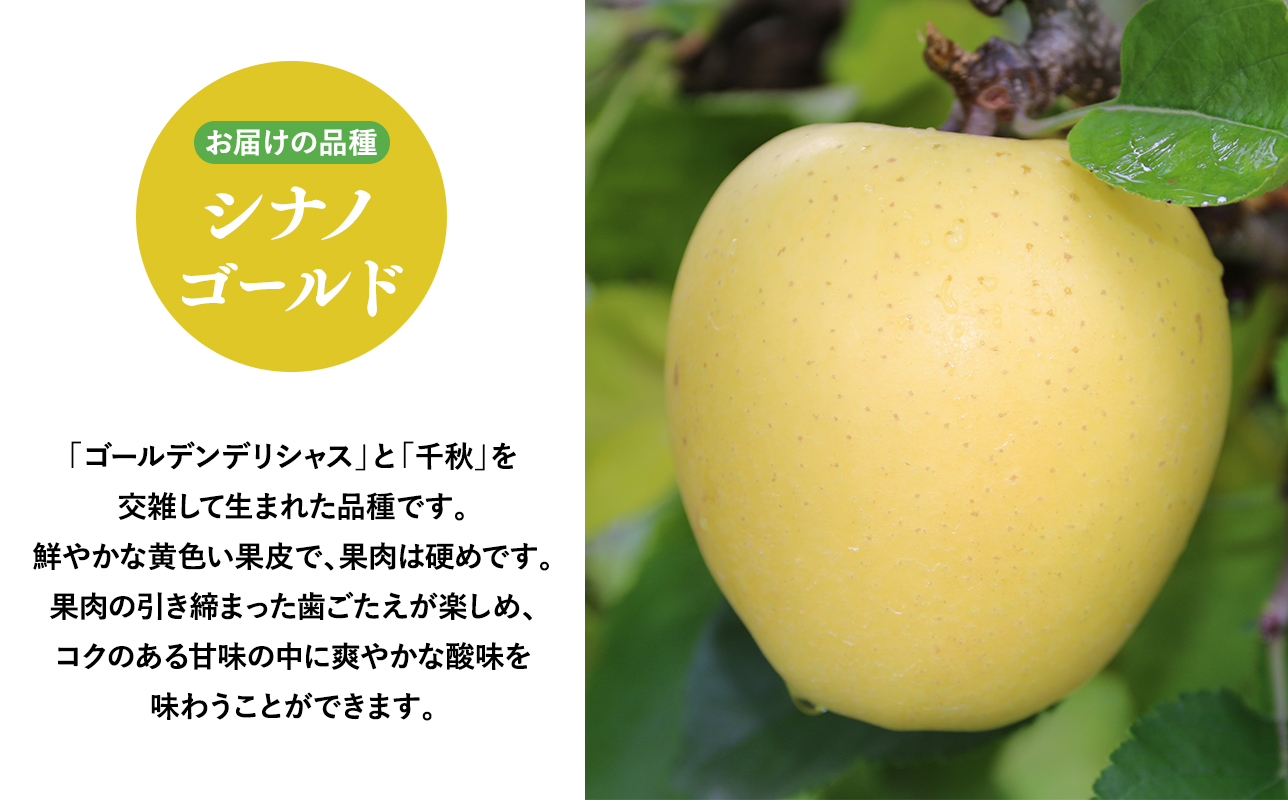2025年産 １月〜４月発送　【訳あり】家庭用シナノゴールド10ｋｇ　【そと川りんご園・１月・２月・３月・４月・青森県産・平川市・りんご・シナノゴールド・10ｋｇ・訳あり・家庭用】