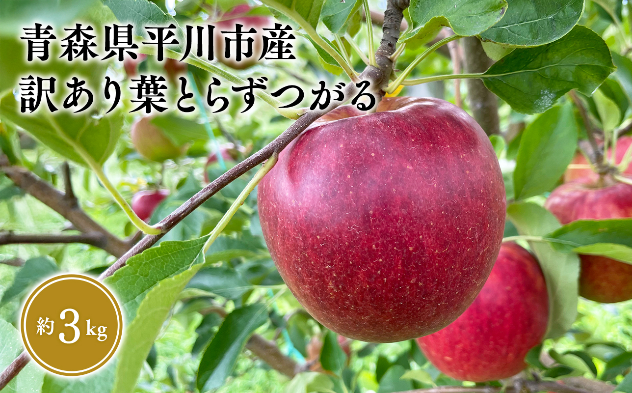 ≪2026年8月下旬頃より発送≫青森県産 訳あり つがる 約3kg【青森県 平川市 なるみ農園】家庭用 訳アリ 青森 青森県産 平川 りんご リンゴ 林檎 くだもの 果物 フルーツ